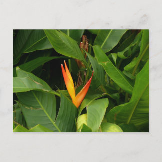 Carte Postale Oiseau-de-Paradis - Martinique, FWI