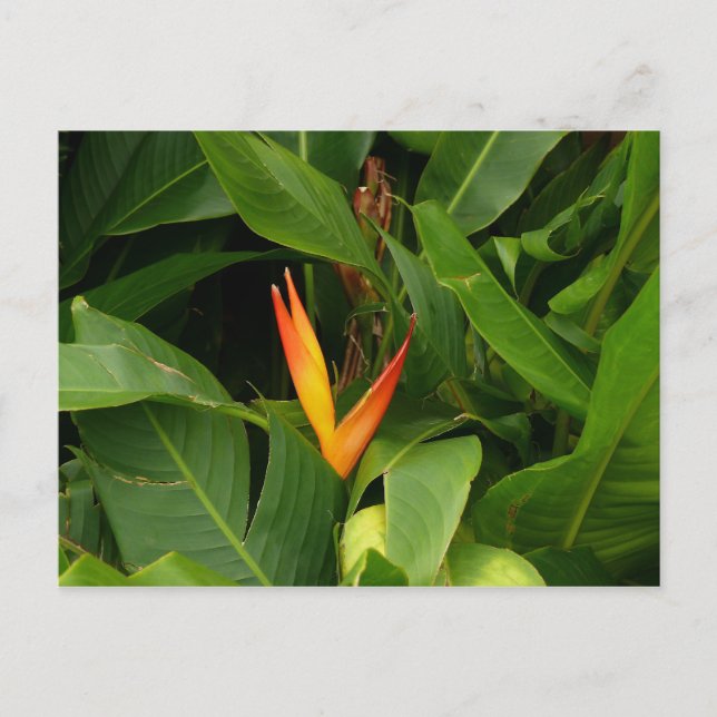 Carte Postale Oiseau-de-Paradis - Martinique, FWI (Devant)