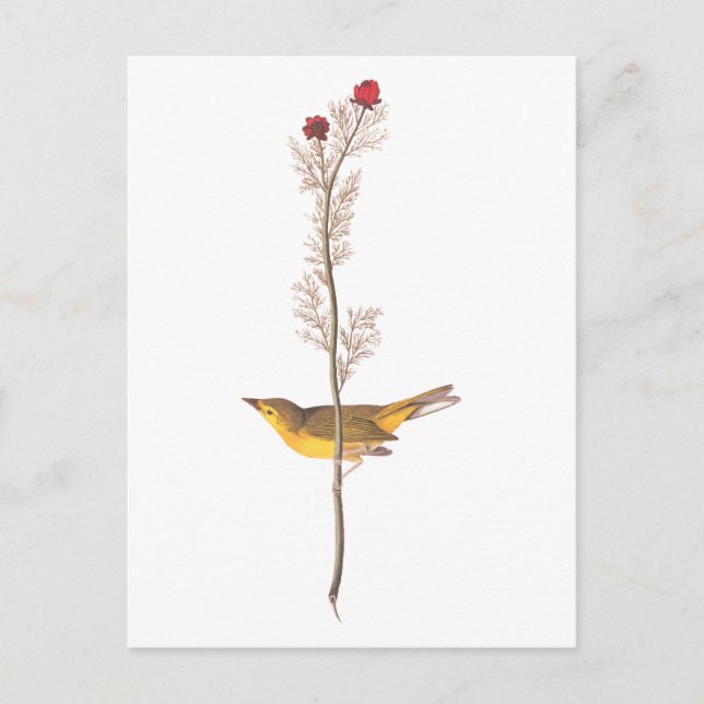 Carte Postale Oiseau de Paruline à capuchon Audubon sur Fleur ro (Devant)