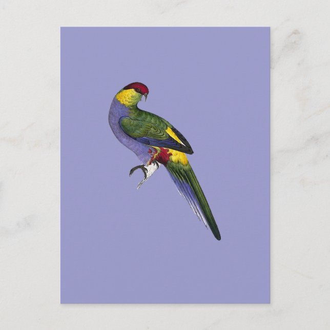 Carte Postale Oiseau de perruches rouges (Devant)