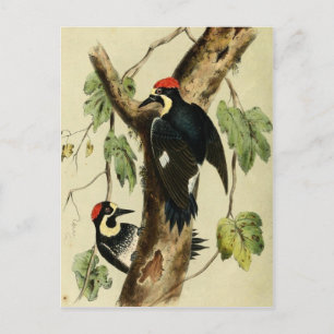Carte Postale Oiseau de pic vintage