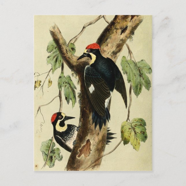 Carte Postale Oiseau de pic vintage (Devant)