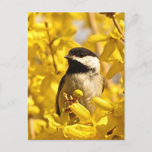 Carte postale Oiseau de poulet en fleurs jaunes (Devant)