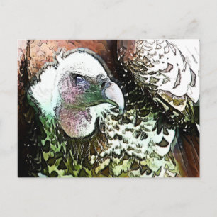 CARTE POSTALE OISEAU DE PREY VULTURE