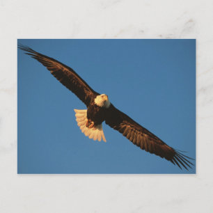 Carte Postale Oiseau de proie, aigle à tête blanche en vol, Kach