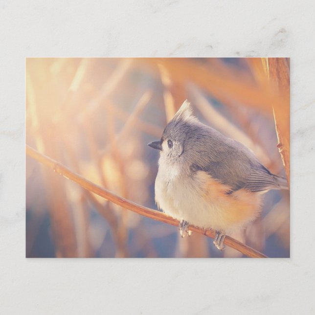 Carte Postale Oiseau de souris tourbé adorable (Devant)