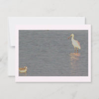 Carte postale Oiseau de spatule