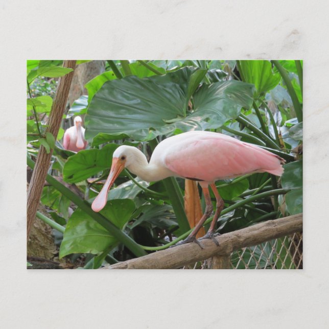 Carte Postale Oiseau de spatule rose (Devant)