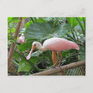 Carte Postale Oiseau de spatule rose