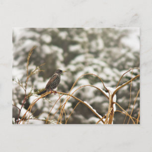 Carte Postale Oiseau de Starling dans la neige