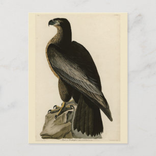 Carte Postale Oiseau de Washington d'Audubon's Birds of America