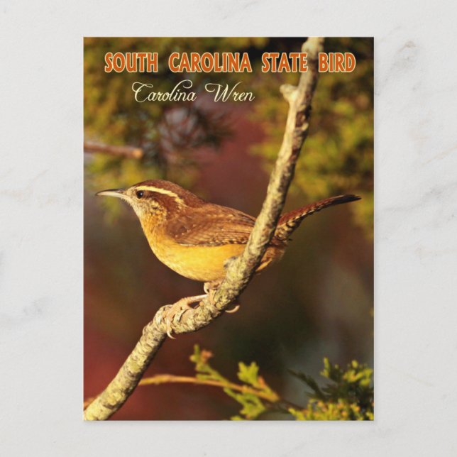 Carte Postale Oiseau d'État de Caroline du Sud : Carolina Wren (Devant)