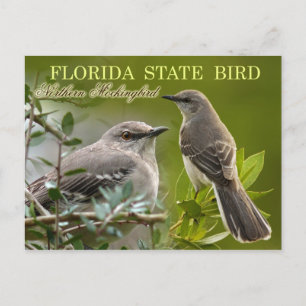 Carte Postale Oiseau d'État de Floride - Mockingbird