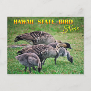 Carte Postale Oiseau d'État de Hawaii - Nene ou Oie hawaïenne