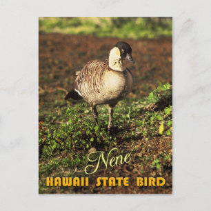 Carte Postale Oiseau d'État de Hawaii - Nene ou Oie hawaïenne