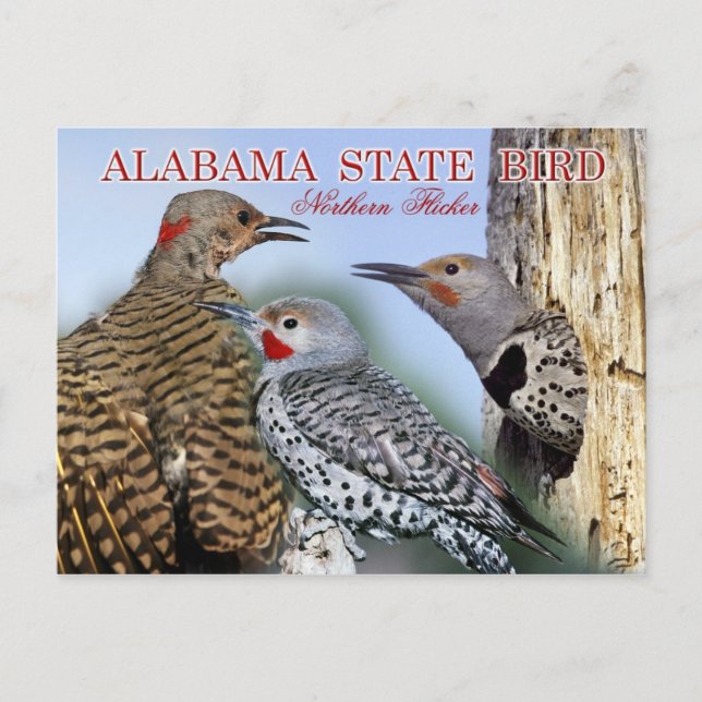 Carte Postale Oiseau d'État de l'Alabama - Flickr du Nord (Devant)