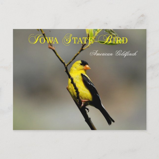 Carte Postale Oiseau d'État de l'Iowa - Goldfinch américain (Devant)