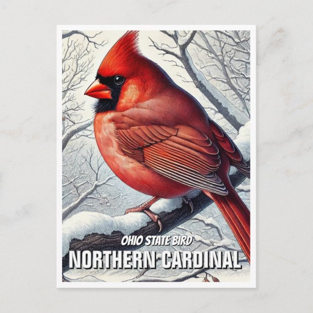 Carte Postale Oiseau d'État de l'Ohio Cardinal du Nord (Devant)