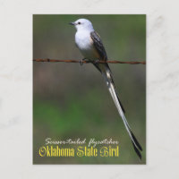 Oiseau d'État de l'Oklahoma : Capteur à ciseaux