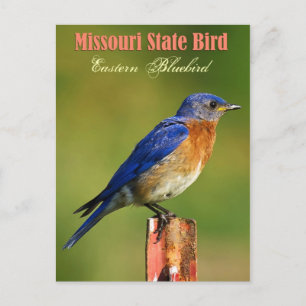 Carte Postale Oiseau d'État du Missouri - Oiseau bleu de l'Est