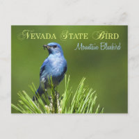 Oiseau d'état du Nevada - Oiseau bleu de montagne