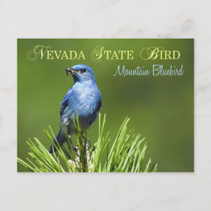 Carte Postale Oiseau d'état du Nevada - Oiseau bleu de montagne