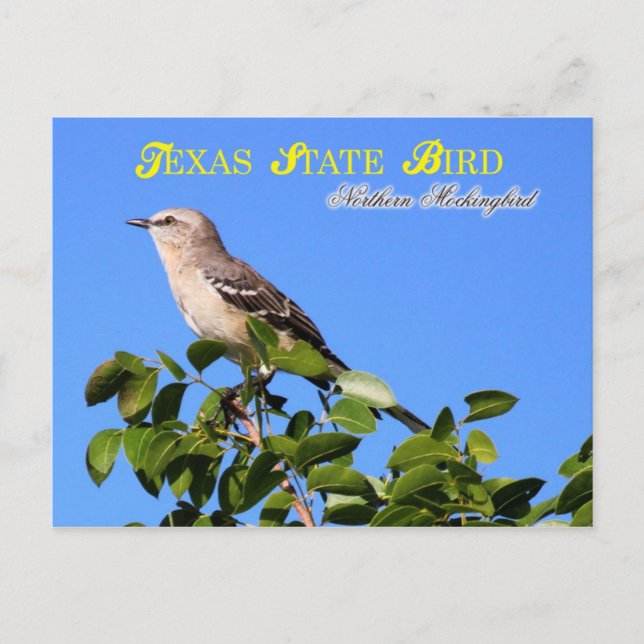 Carte Postale Oiseau d'État du Texas - Oiseau de mer du Nord (Devant)