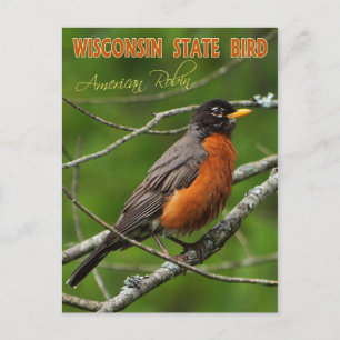 Carte Postale Oiseau d'État du Wisconsin - Robin américain
