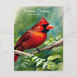 Carte postale Oiseau du Cardinal-Etat de l'Ohio