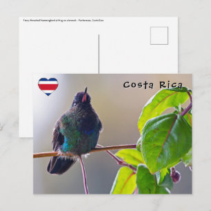 Carte Postale Oiseau du Costa Rica - Colibri