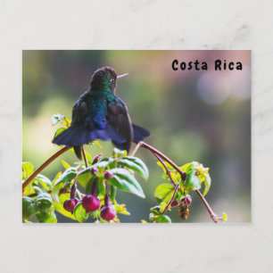 Carte Postale Oiseau du Costa Rica - Colibri