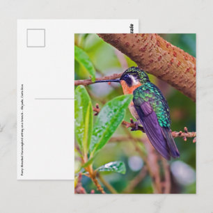 Carte Postale Oiseau du Costa Rica - Colibri à gorge enflammée
