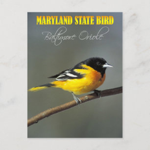 Carte Postale Oiseau du Maryland - Oriole Baltimore