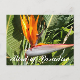 Carte Postale Oiseau du Paradis