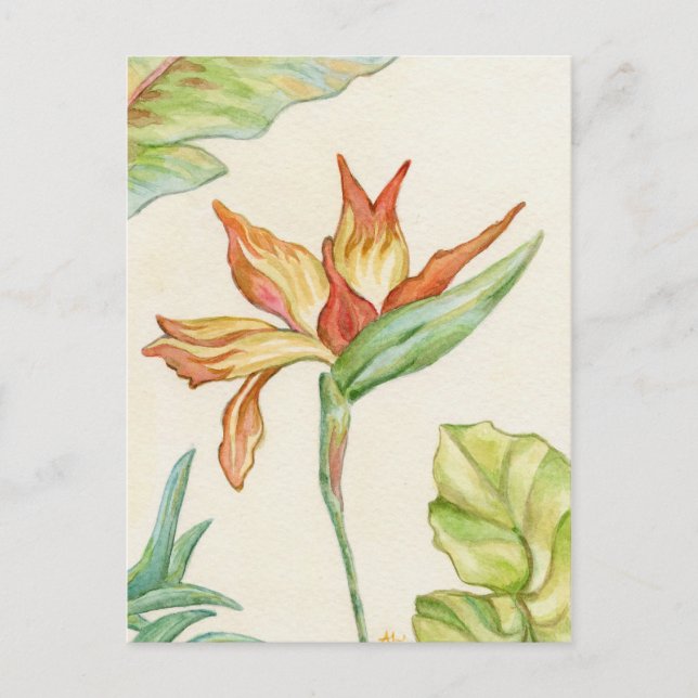 Carte postale Oiseau du Paradis (Devant)