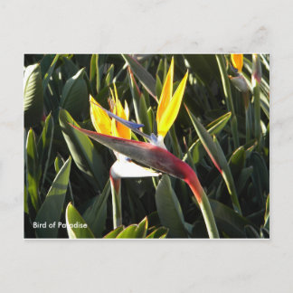 Carte postale, Oiseau du Paradis
