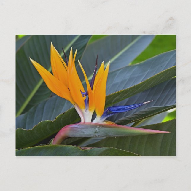 Carte postale Oiseau du Paradis (Devant)