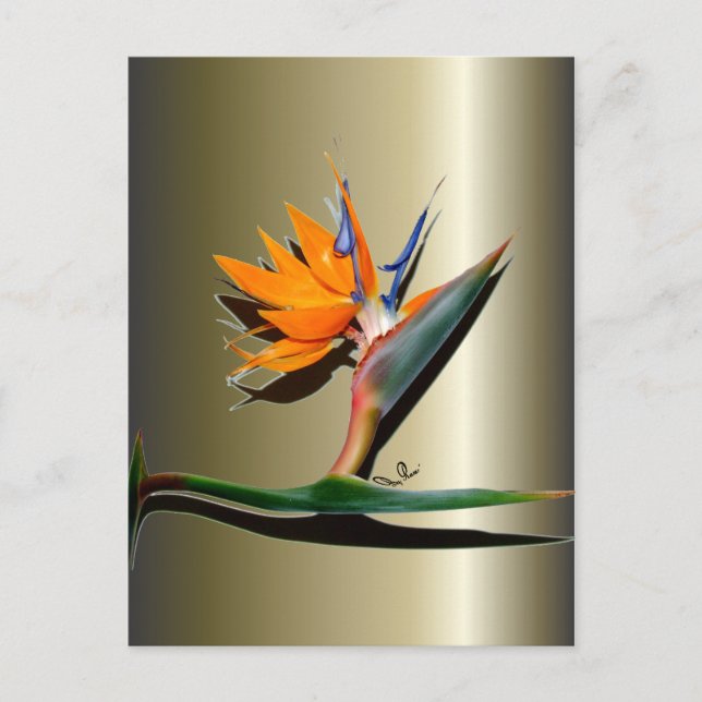 Carte Postale Oiseau du Paradis (Devant)