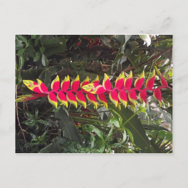 Carte Postale oiseau du paradis (Devant)