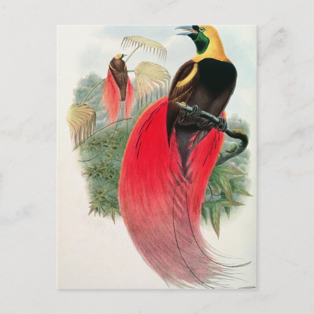 Carte Postale Oiseau du Paradis, gravé par T. Walter (Devant)