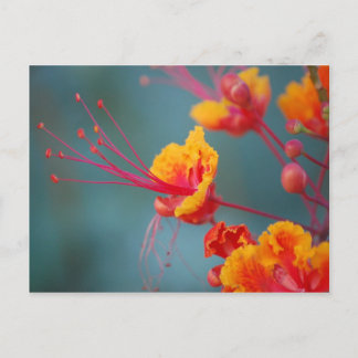 Carte Postale Oiseau du paradis mexicain rouge