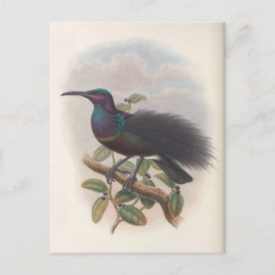 Carte Postale Oiseau du Paradis par John Gould, Illustration d'o