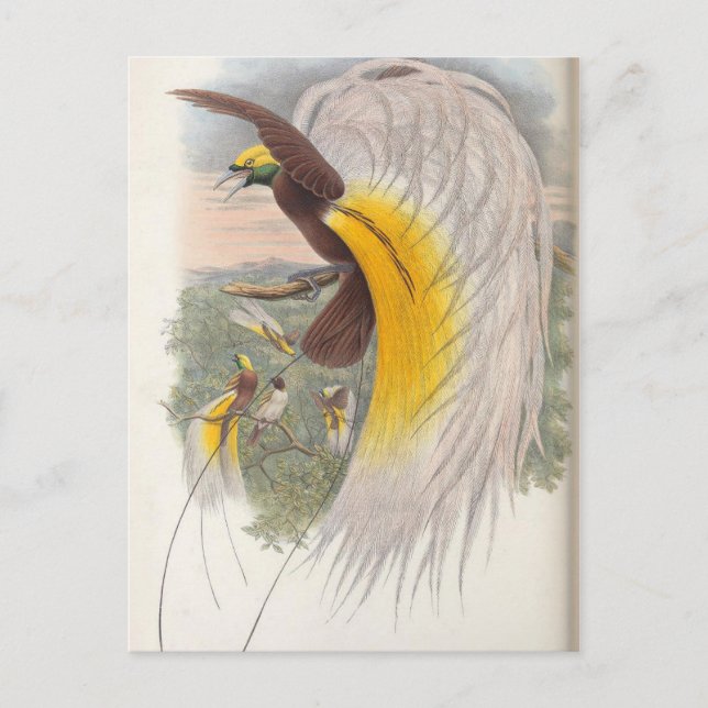Carte Postale Oiseau du Paradis par John Gould, Illustration d'o (Devant)