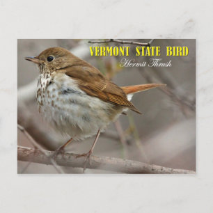 Carte Postale Oiseau du Vermont Hermite Thrush