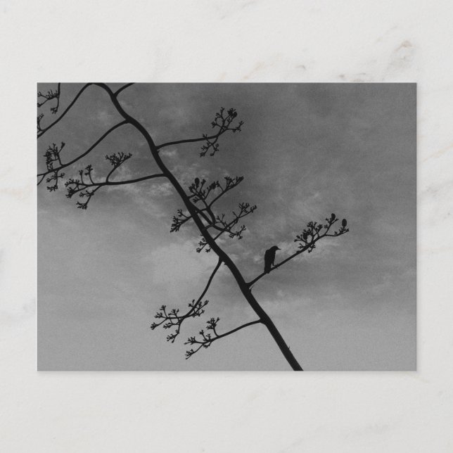 Carte Postale Oiseau éffrayant sur limbe Noir et Blanc (Devant)