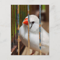 Oiseau en cage blanc Zèbre Finch