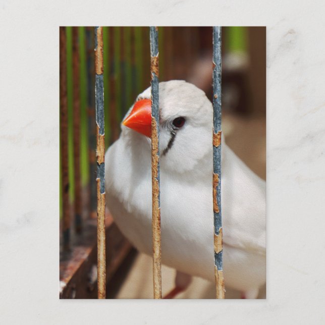 Carte Postale Oiseau en cage blanc Zèbre Finch (Devant)