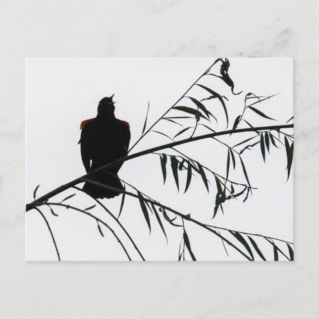Carte Postale Oiseau En Chanson (Devant)