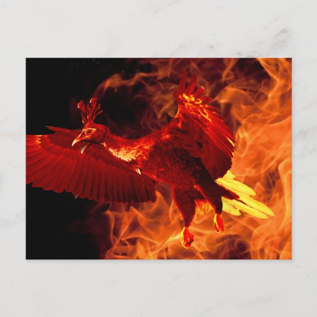 Carte Postale Oiseau en feu (Devant)