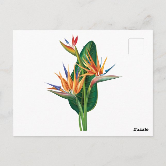 Carte Postale oiseau exotique de fleur de paradis (Dos)